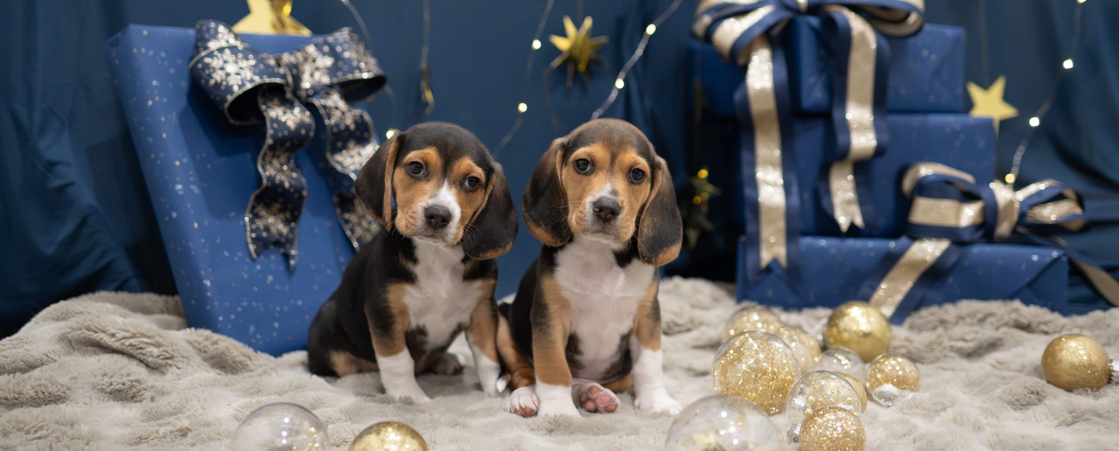 two puppies posing in front of wrapped gifts